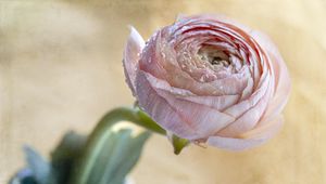 Preview wallpaper ranunculus, flower, petals, bud, drops, macro