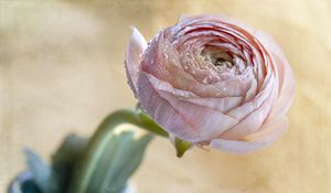 Preview wallpaper ranunculus, flower, petals, bud, drops, macro