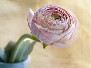 Preview wallpaper ranunculus, flower, petals, bud, drops, macro