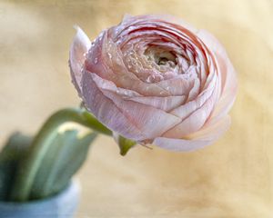 Preview wallpaper ranunculus, flower, petals, bud, drops, macro