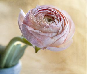 Preview wallpaper ranunculus, flower, petals, bud, drops, macro