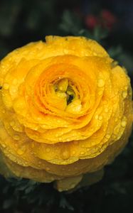 Preview wallpaper ranunculus, flower, petals, drops, macro, yellow