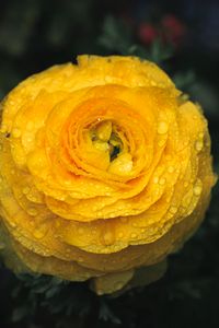 Preview wallpaper ranunculus, flower, petals, drops, macro, yellow