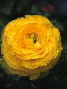 Preview wallpaper ranunculus, flower, petals, drops, macro, yellow