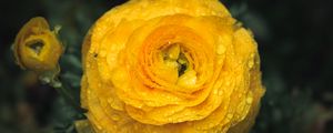 Preview wallpaper ranunculus, flower, petals, drops, macro, yellow