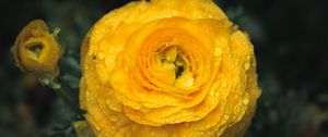 Preview wallpaper ranunculus, flower, petals, drops, macro, yellow