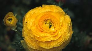 Preview wallpaper ranunculus, flower, petals, drops, macro, yellow