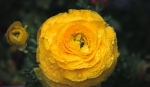 Preview wallpaper ranunculus, flower, petals, drops, macro, yellow