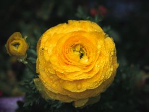 Preview wallpaper ranunculus, flower, petals, drops, macro, yellow