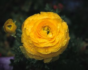 Preview wallpaper ranunculus, flower, petals, drops, macro, yellow