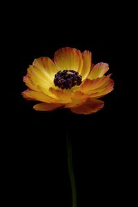 Preview wallpaper ranunculus, flower, stem, bud