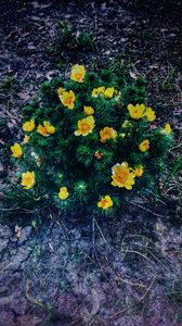 Preview wallpaper ranunculus repens, flower, plant, flowerbed