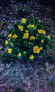 Preview wallpaper ranunculus repens, flower, plant, flowerbed