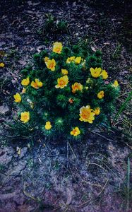 Preview wallpaper ranunculus repens, flower, plant, flowerbed