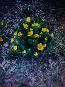 Preview wallpaper ranunculus repens, flower, plant, flowerbed