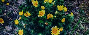 Preview wallpaper ranunculus repens, flower, plant, flowerbed