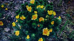 Preview wallpaper ranunculus repens, flower, plant, flowerbed