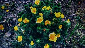 Preview wallpaper ranunculus repens, flower, plant, flowerbed