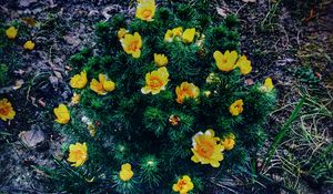 Preview wallpaper ranunculus repens, flower, plant, flowerbed