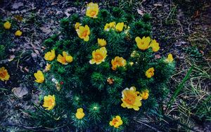 Preview wallpaper ranunculus repens, flower, plant, flowerbed