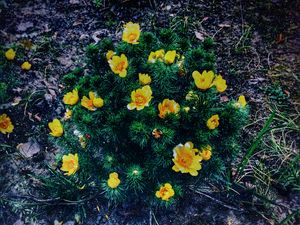 Preview wallpaper ranunculus repens, flower, plant, flowerbed