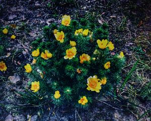 Preview wallpaper ranunculus repens, flower, plant, flowerbed