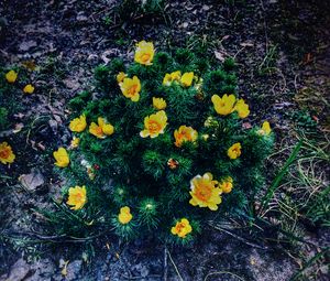 Preview wallpaper ranunculus repens, flower, plant, flowerbed