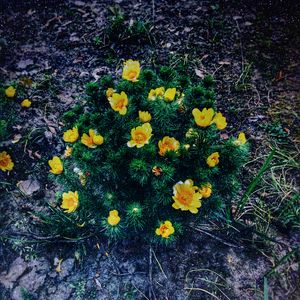 Preview wallpaper ranunculus repens, flower, plant, flowerbed