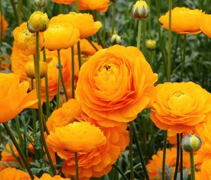 Preview wallpaper ranunkulyus, flowers, buds, flowerbed, stems