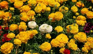 Preview wallpaper ranunkulyus, flowers, flowerbed, white, yellow, many