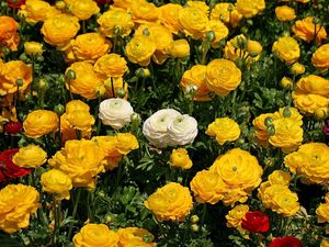 Preview wallpaper ranunkulyus, flowers, flowerbed, white, yellow, many