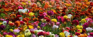 Preview wallpaper ranunkulyus, flowers, lots, different, bright