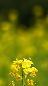 Preview wallpaper rapeseed, flowers, petals, yellow, blur