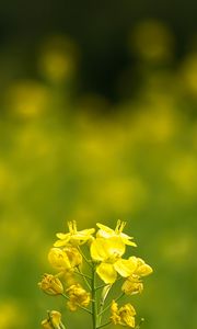 Preview wallpaper rapeseed, flowers, petals, yellow, blur