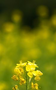 Preview wallpaper rapeseed, flowers, petals, yellow, blur