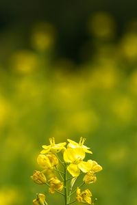 Preview wallpaper rapeseed, flowers, petals, yellow, blur