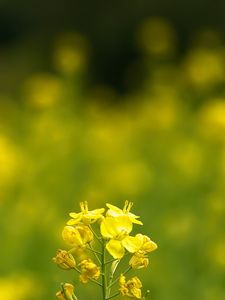 Preview wallpaper rapeseed, flowers, petals, yellow, blur