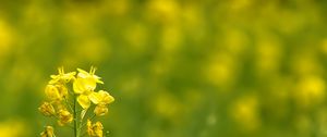 Preview wallpaper rapeseed, flowers, petals, yellow, blur