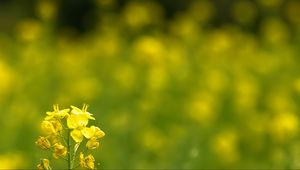 Preview wallpaper rapeseed, flowers, petals, yellow, blur