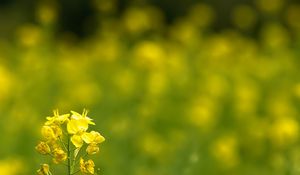 Preview wallpaper rapeseed, flowers, petals, yellow, blur