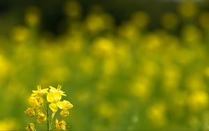 Preview wallpaper rapeseed, flowers, petals, yellow, blur