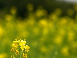 Preview wallpaper rapeseed, flowers, petals, yellow, blur