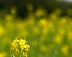 Preview wallpaper rapeseed, flowers, petals, yellow, blur