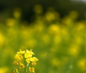 Preview wallpaper rapeseed, flowers, petals, yellow, blur