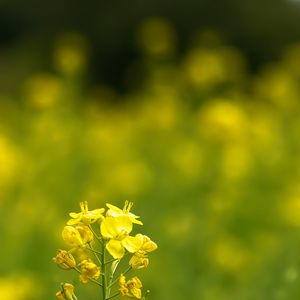 Preview wallpaper rapeseed, flowers, petals, yellow, blur