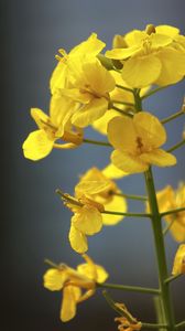 Preview wallpaper rapeseed, flowers, yellow, blur