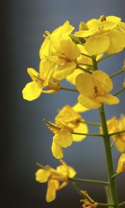 Preview wallpaper rapeseed, flowers, yellow, blur