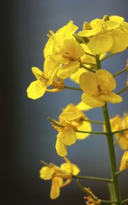 Preview wallpaper rapeseed, flowers, yellow, blur