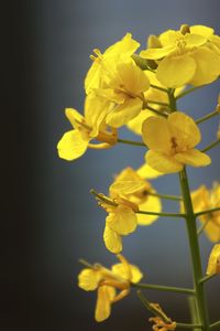 Preview wallpaper rapeseed, flowers, yellow, blur