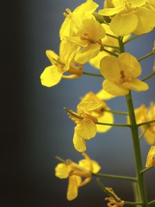 Preview wallpaper rapeseed, flowers, yellow, blur